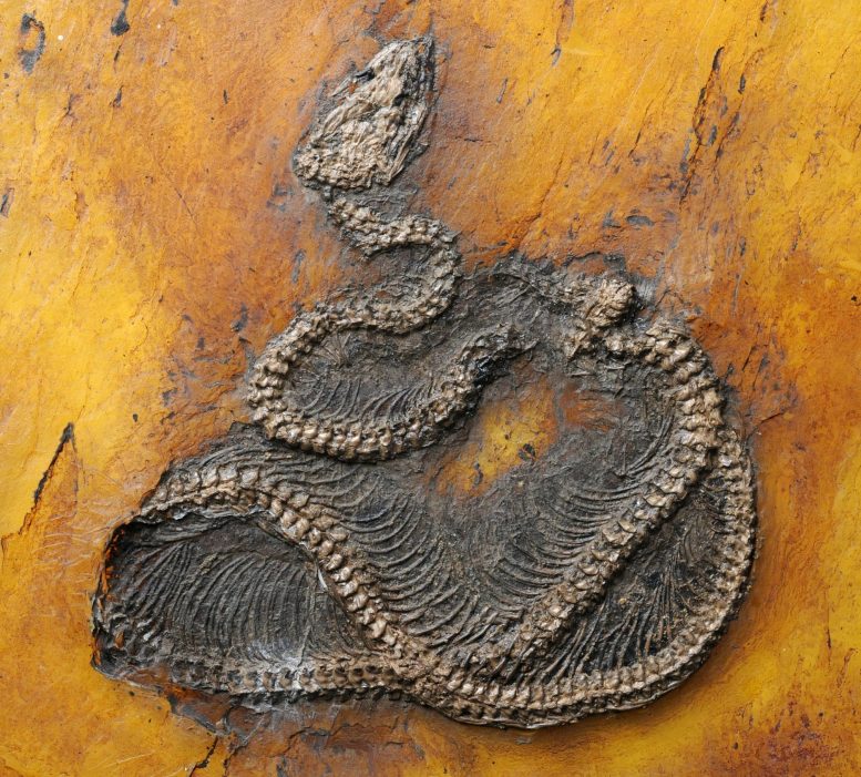 World’s Oldest Python Found in Messel Pit