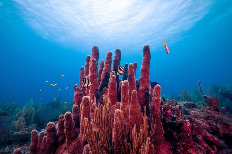 Slimy Microbes Discovered That Could Help Keep Coral Reefs Healthy