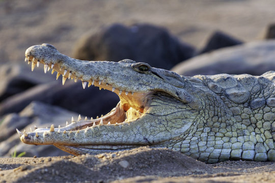 Why crocodiles have changed so little since the age of the dinosaurs