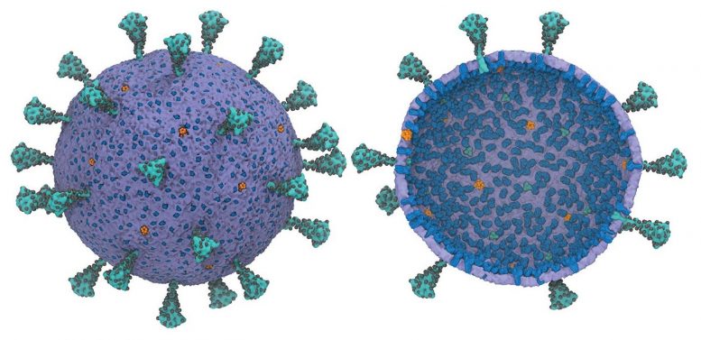 Pioneering Computational Model of Entire SARS-CoV-2 Virus Responsible for COVID-19