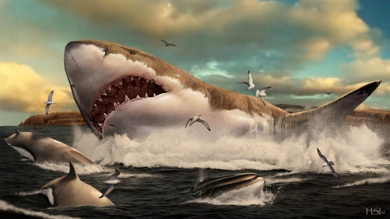 Pioneering Research Reveals How Teeth Functioned and Evolved in Giant Mega-Sharks