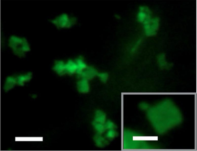 Chemists Invent Shape-Shifting Nanomaterial With Intriguing Biomedical Potential