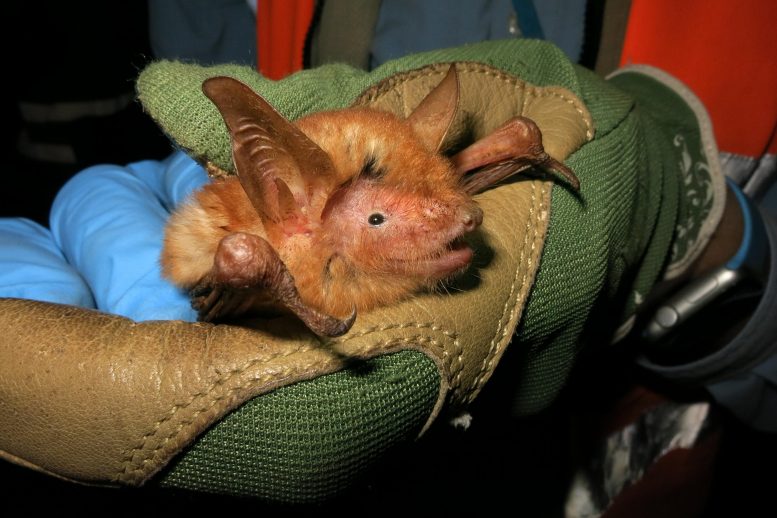 “Spectacular” New Species of Bat Discovered in African “Sky Island”