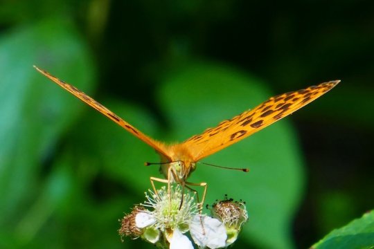 Butterfly wing clap explains mystery of flight