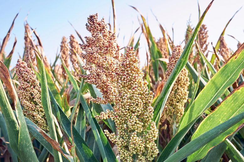 Researchers Decoded How Bacteria Prime Important Global Grain Crop Against Deadly Fungus