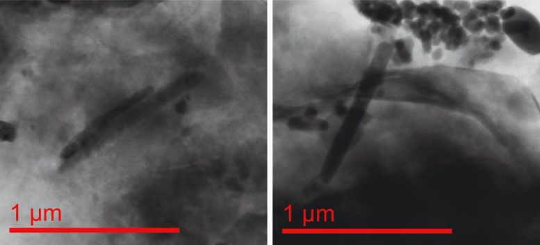 Giant Magnetofossils: Mysterious Magnetic Fossils Offer Past Climate Clues