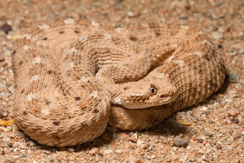 Physics of Snakeskin Sheds Light on Specialized Sidewinding Locomotion of Sidewinder Snakes