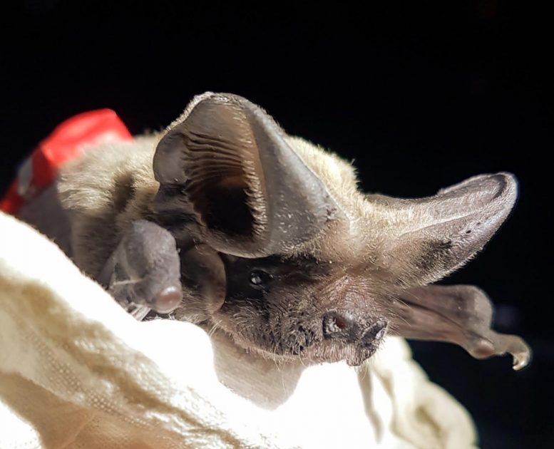 Scientists Discover How Fast-Flying Bats Are Able to Reach Great Heights of Over 1,600 Meters