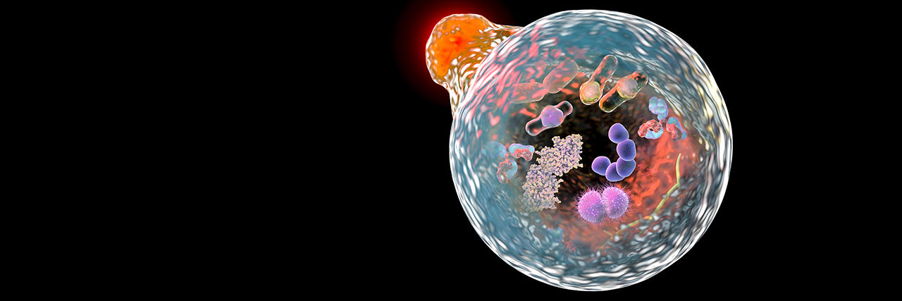 Autophagy protects tumors from T cell–mediated cytotoxicity via inhibition of TNFα-induced apoptosis