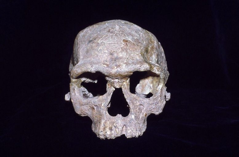 On the Origin of Our Species: Untangling Ancestry in the Evolution of Homo sapiens