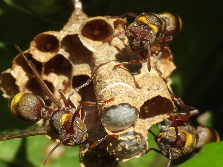 Tropical Paper Wasps Babysit for Neighboring Nests