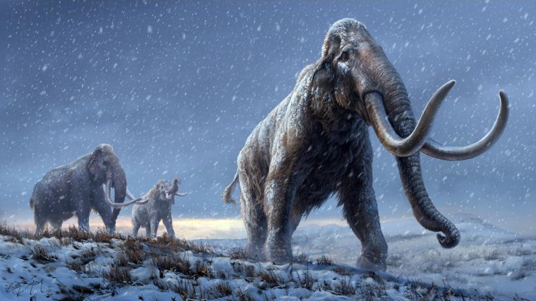 World’s Oldest DNA – 1.2 Million Years Old – Reveals How Mammoths Evolved