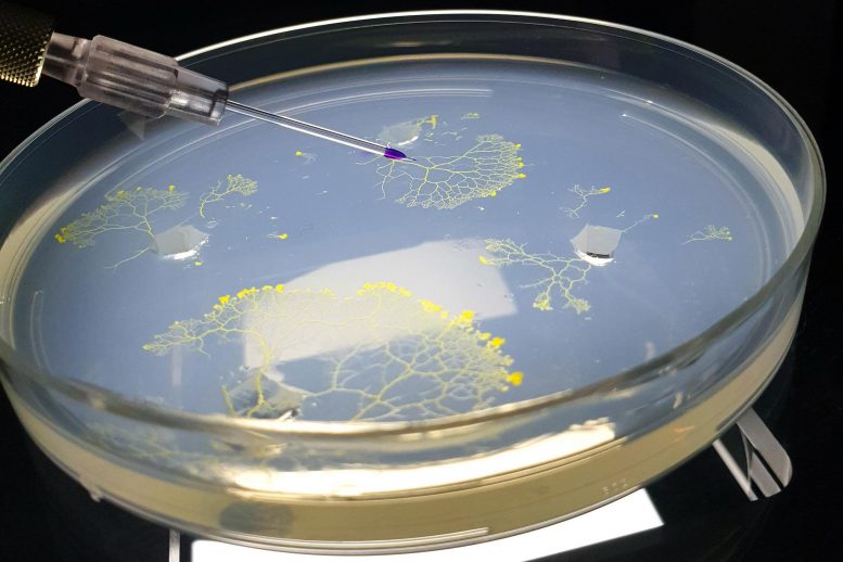 Memory Without a Brain: How a Single Cell Slime Mold Makes Smart Decisions