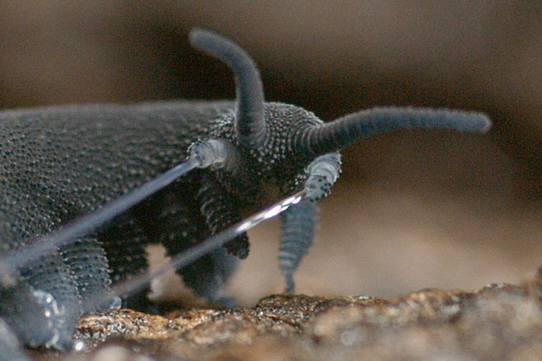 Velvet Worms Secrete Stiff Fibers Spun from Slime