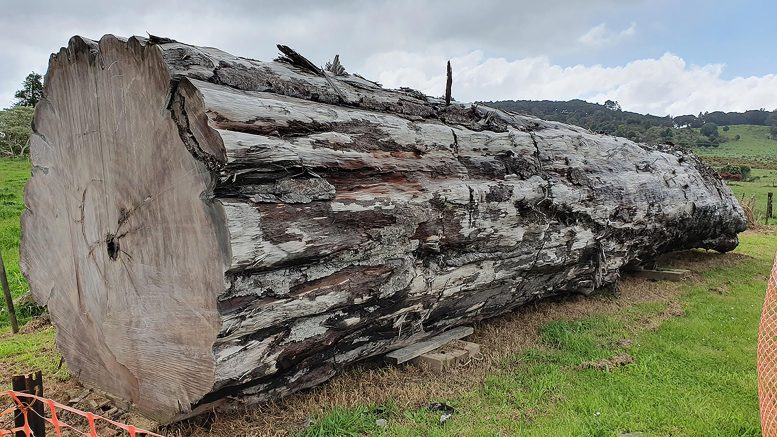 42,000-Year-Old Trees Enable Accurate Analysis of Earth’s Last Magnetic Field Reversal