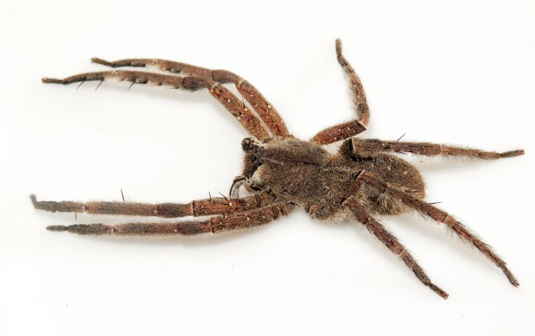 Two Species, One Name: “Double Identity” Revealed in a Venomous Banana Spider