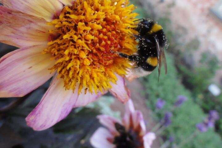 Big bumblebees learn locations of best flowers