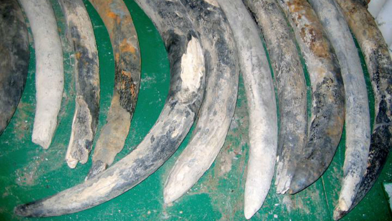 DNA links elephant tusks from a 487-year-old shipwreck to their living relatives