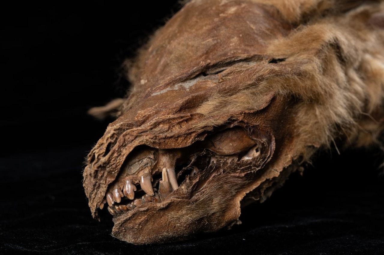 Frozen for nearly 60,000 years, mummified wolf puppy reveals its secrets